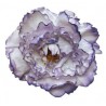 10T-Peonia-teñida