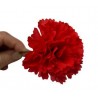 Clavel Pequeño