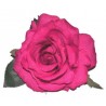 Rosa Del Sur